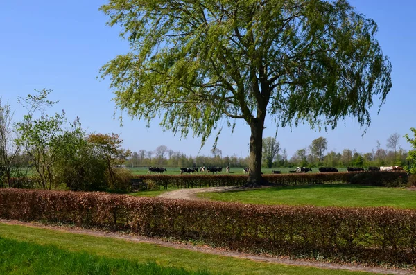 Herd Cows Grazing Pasture Farm Animal — 스톡 사진