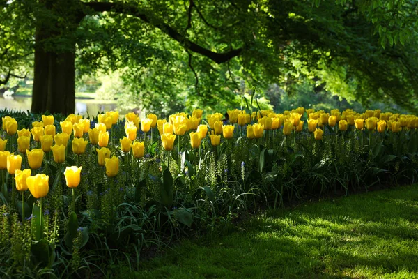 Muitas Belas Flores Tulipa Crescendo Parque Temporada Primavera — Fotografia de Stock