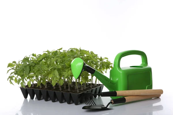 Aksesoris Berkebun Dan Tanaman Tomat Hijau Nampan Bibit Terisolasi Atas — Stok Foto