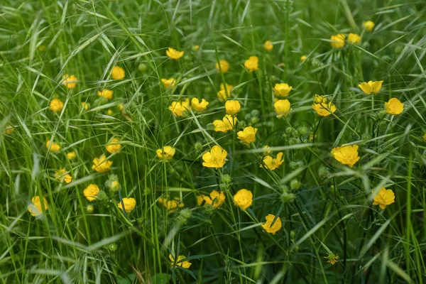 Beautiful Yellow Buttercup Flowers Growing Green Grass Outdoors Closeup — Stock Photo, Image