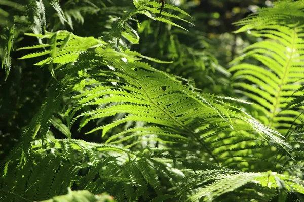 Krásná Kapradina Svěžím Zeleným Listím Rostoucí Venku — Stock fotografie