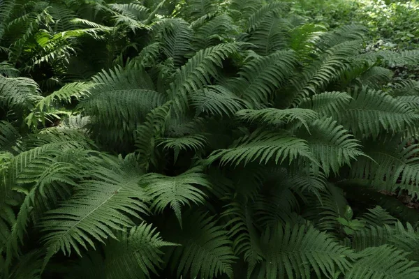 Samambaia Bonita Com Folhas Verdes Exuberantes Crescendo Livre — Fotografia de Stock