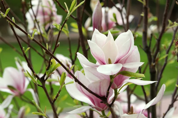 Magnolia Tree Beautiful Flowers Blurred Background Closeup — Stock Photo, Image