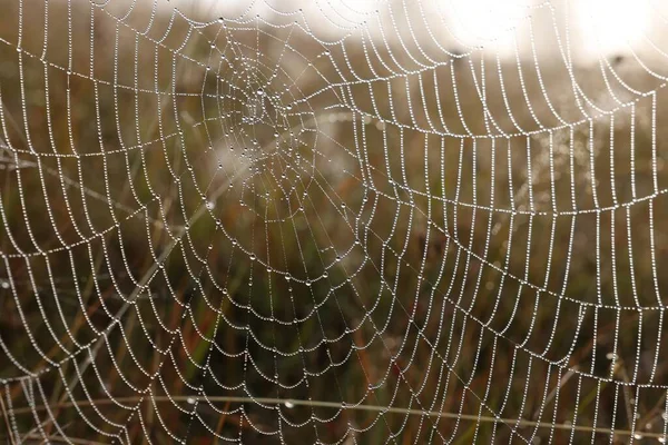 Vue Rapprochée Toile Araignée Avec Gouttes Rosée Sur Prairie — Photo