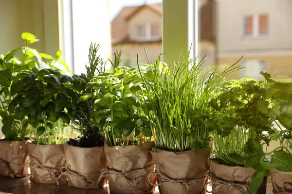 Different Aromatic Potted Herbs Window Indoors — Stockfoto