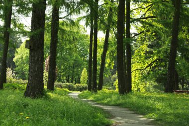 Ağaçlı ve yeşil çimenli güzel bir park manzarası