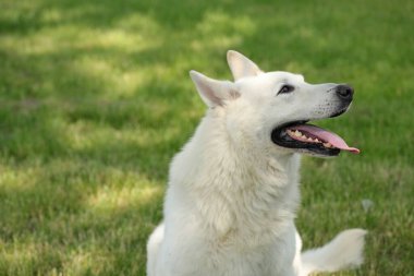 Parkta şirin beyaz İsviçreli çoban köpeği