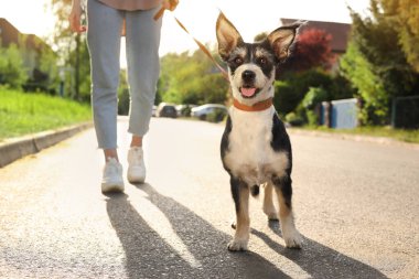 Şehir caddesinde sevimli köpeğini gezdiren bir kadın.