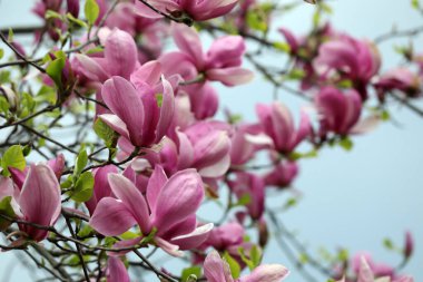 Bulanık arkaplanda pembe çiçekli güzel manolya ağacı, yakın plan.