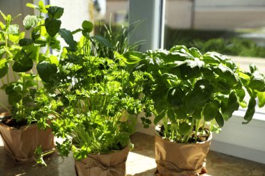 Pencere kenarındaki farklı aromatik saksı bitkileri.
