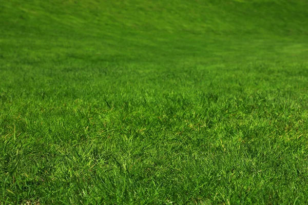 Fris Groen Gras Als Achtergrond Close Uitzicht — Stockfoto