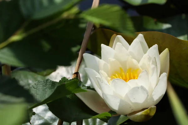 Beautiful White Lotus Flower Leaves Pond Closeup — стоковое фото