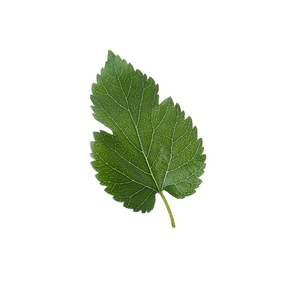 Один Зелений Лист Дерева Шовковиці Білому Тлі — стокове фото