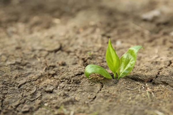 Young Green Seedling Growing Dry Soil Spring Day Closeup Hope — Stock fotografie