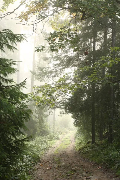 Malerischer Blick Auf Den Pfad Durch Nebligen Wald Schöne Landschaft — Stockfoto