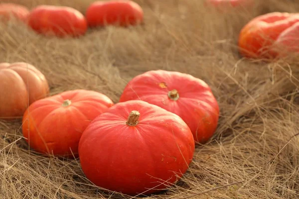 Reife Orangefarbene Kürbisse Zwischen Trockenem Gras Auf Dem Feld — Stockfoto