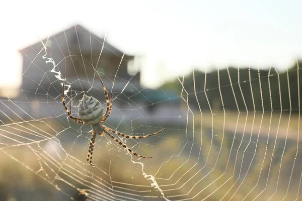 Argiope Spider Spinning Its Cobweb Rural Close — 图库照片
