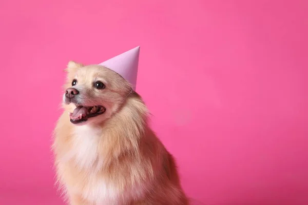 Netter Hund Mit Partyhut Auf Rosa Hintergrund Platz Für Text — Stockfoto