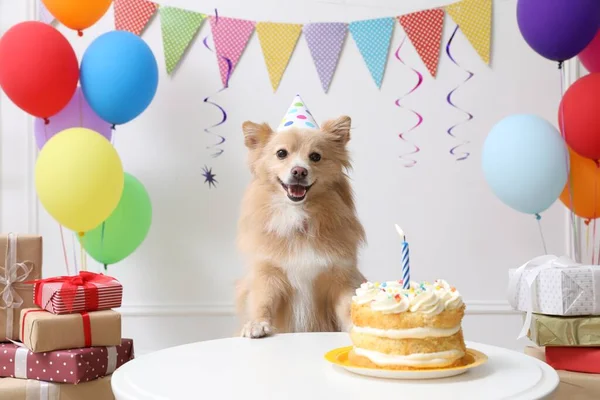 Masada Parti Şapkası Takan Sevimli Bir Köpek Süslü Bir Odada — Stok fotoğraf