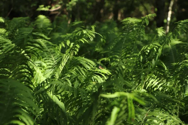 Прекрасный Папоротник Пышными Зелеными Листьями Растет Открытом Воздухе — стоковое фото