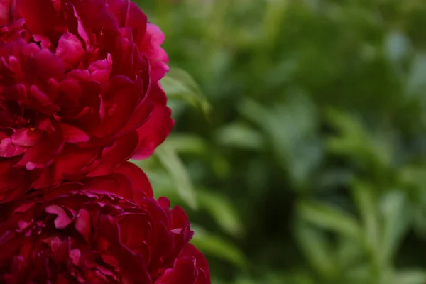 Beautiful Blooming Burgundy Peonies Outdoors Closeup Space Text — Fotografia de Stock