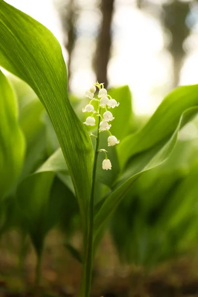 Beautiful Lily Valley Flower Growing Garden Closeup — Φωτογραφία Αρχείου