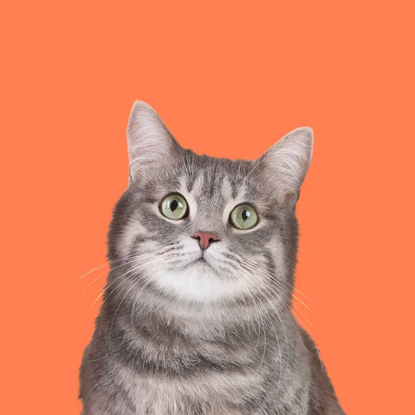 Cute Grey Tabby Cat Pale Orange Background — ストック写真