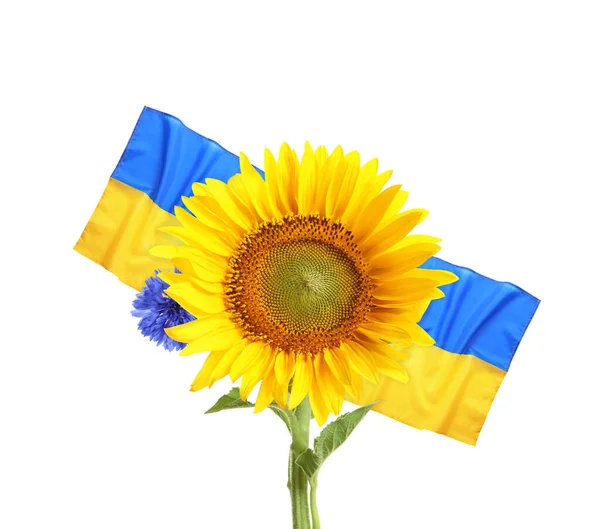 Bright Sunflower Ukrainian National Flag White Background — Zdjęcie stockowe