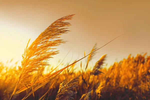 Dry Reed Growing Outdoors Sunset Closeup View — ストック写真