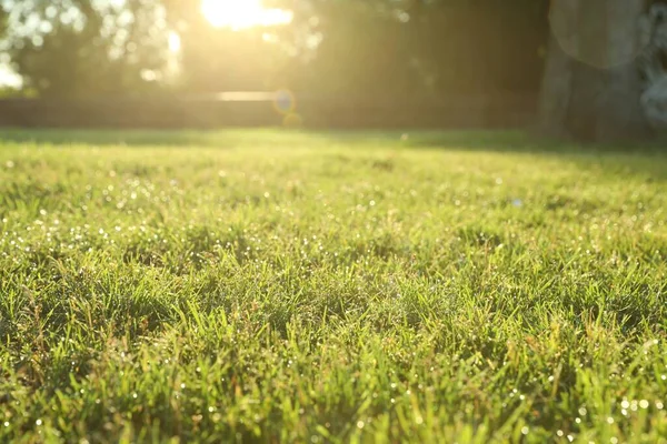Saftig Grünes Gras Freien Sonnigen Tagen — Stockfoto