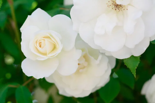 Beautiful Blooming Rose Bush Outdoors Closeup View Royalty Free Stock Images