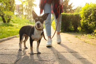 Parkta sevimli köpeğini gezdiren kadın, yakın plan.