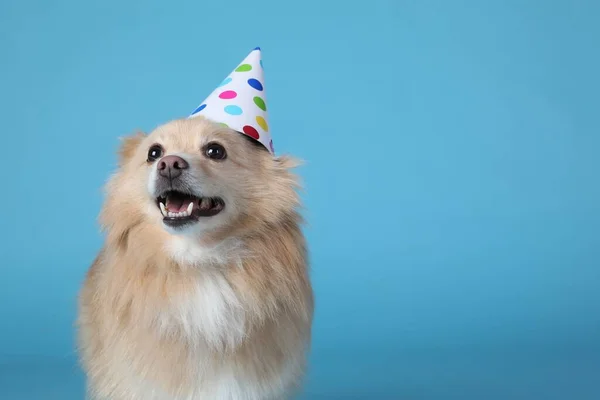 薄い青の背景にパーティー帽子をかぶったかわいい犬 テキストのためのスペース 誕生日のお祝い — ストック写真