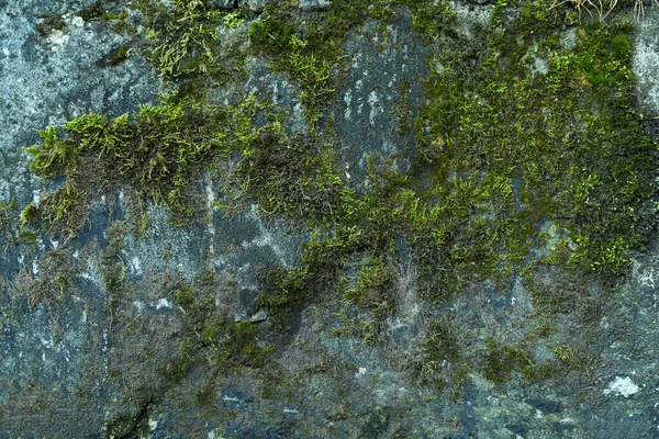 Stone Wall Overgrown Green Moss Closeup — Stockfoto