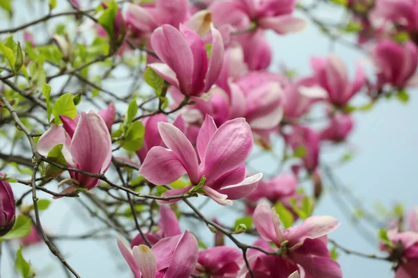 Beautiful Magnolia Tree Pink Flowers Blurred Background Closeup — Stockfoto