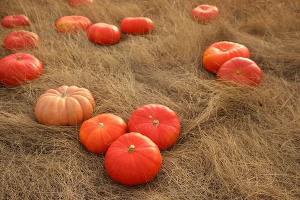 Reife Orangefarbene Kürbisse Zwischen Trockenem Gras Auf Dem Feld — Stockfoto