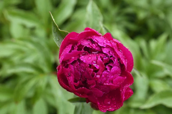 Beautiful Red Peony Flower Dew Drops Outdoors Top View — Zdjęcie stockowe