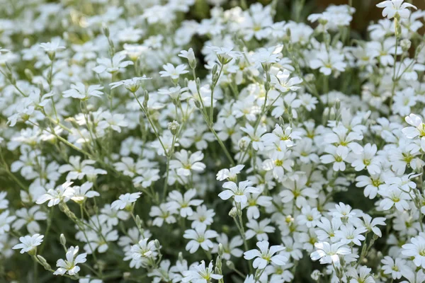 Hermosas Flores Blancas Nieve Verano Aire Libre Vista Cerca — Foto de Stock