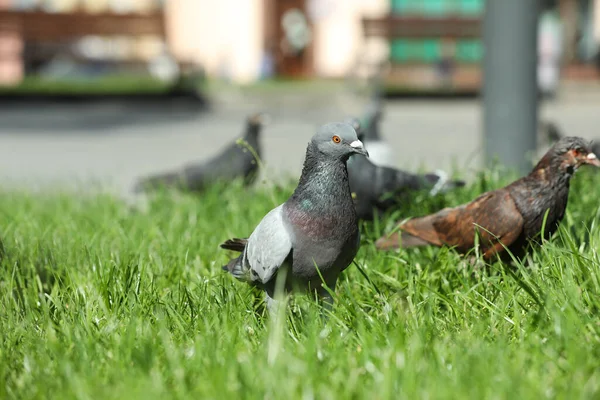 Beautiful Grey Doves Green Grass Outdoors — Stockfoto