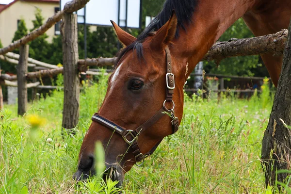 Beautiful Horse Grazing Green Grass Paddock Outdoors — Zdjęcie stockowe