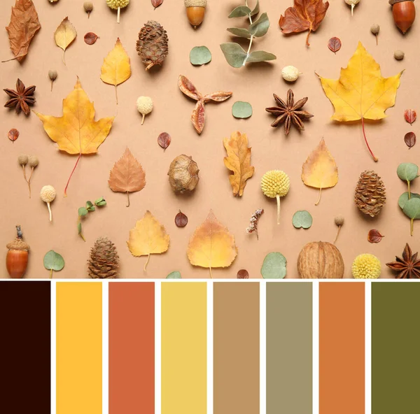 Color Palette Composition Autumn Leaves Beige Background Flat Lay — 스톡 사진