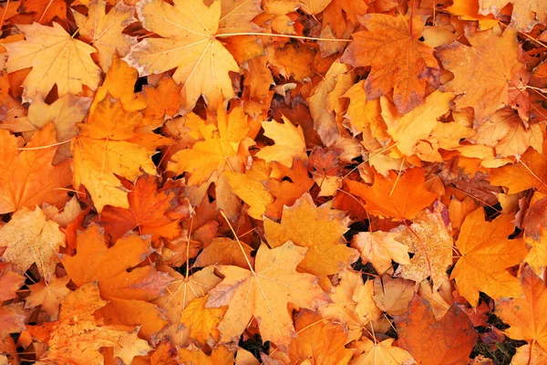 Ground Covered Orange Autumn Leaves Top View — Stockfoto
