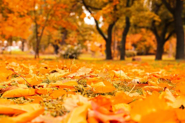 Orange Autumn Leaves Park Closeup View — Stockfoto