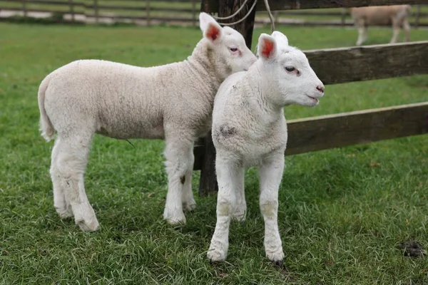 Söta Lamm Nära Trästaket Grönt Fält — Stockfoto