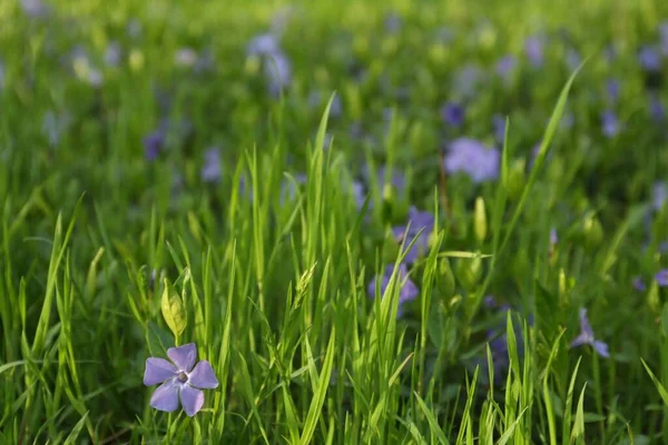 Beautiful Periwinkle Flowers Growing Garden Closeup — Stock Photo, Image