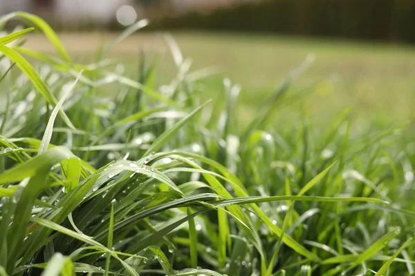 Beautiful bright green grass with water drops outdoors, closeup