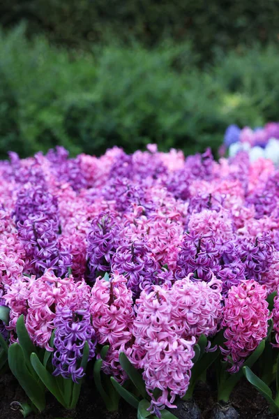 Many Beautiful Hyacinth Flowers Growing Outdoors Spring Season — Stockfoto