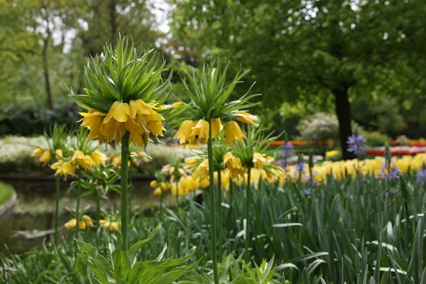 Hermosas Flores Imperiales Corona Amarilla Creciendo Parque Temporada Primavera — Foto de Stock