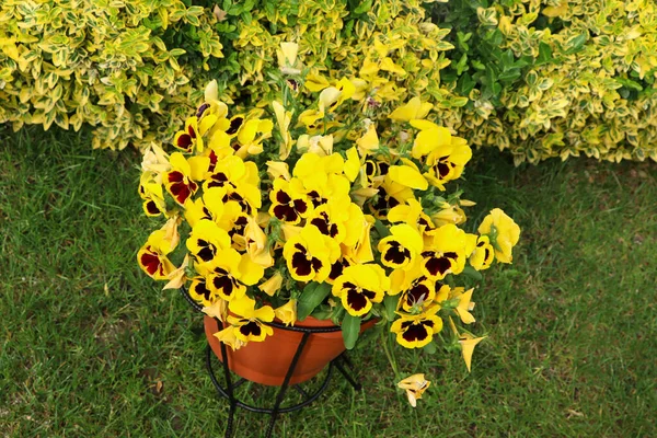 Flowerpot with beautiful yellow pansies in garden