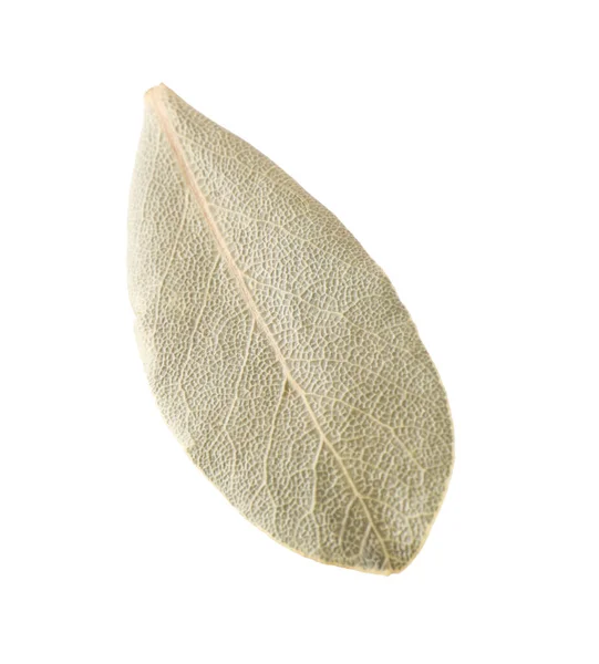 Bir Aromatik Defne Yaprağı Beyaza Izole Edilmiş — Stok fotoğraf
